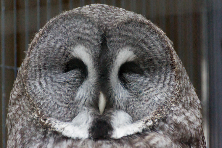 Photo credit: lasta29, Great grey owl, Osaka Tennoji Zoo https://www.flickr.com/photos/115391424@N05/36873334554/