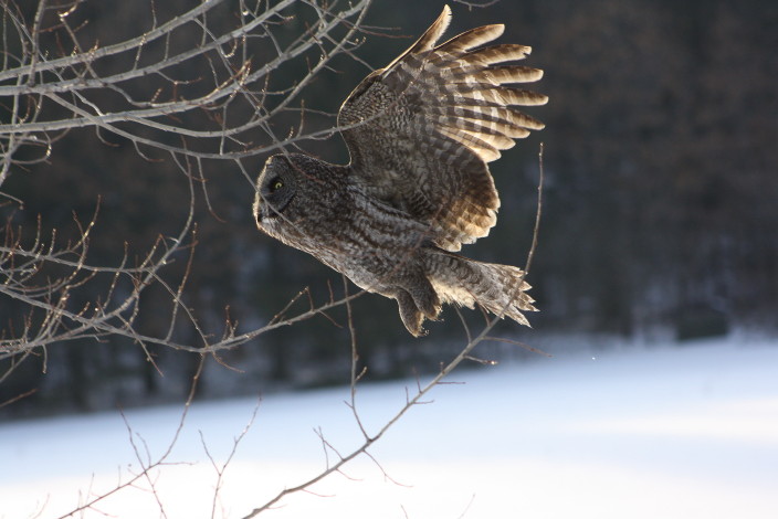 Photo credit: Wisconsin Department of Natural Resources https://www.flickr.com/photos/widnr/